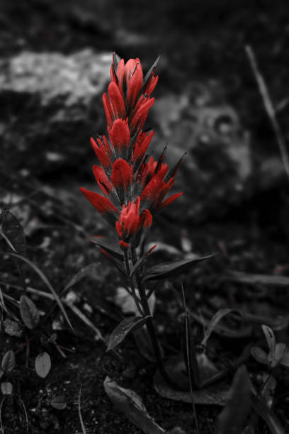 Red indian paintbrush wildflower with black and white background