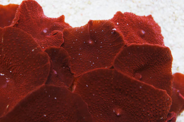 istock Deep Red Mushroom Rock, Actinodiscus spp 2165028109