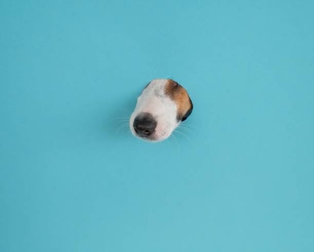 istock Funny dog muzzle from a hole in a paper blue background. Copy space. 2165028962