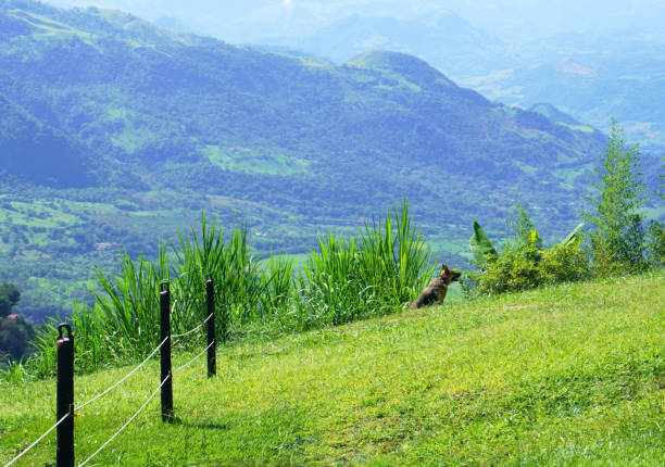 Distant shot of a Dog playing in a mountain landscape.