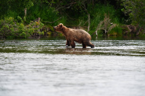 istock Brown bear cub looks for mama 2165030429