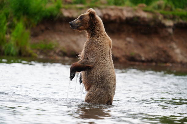 istock A brown bear stands to view the river 2165030431