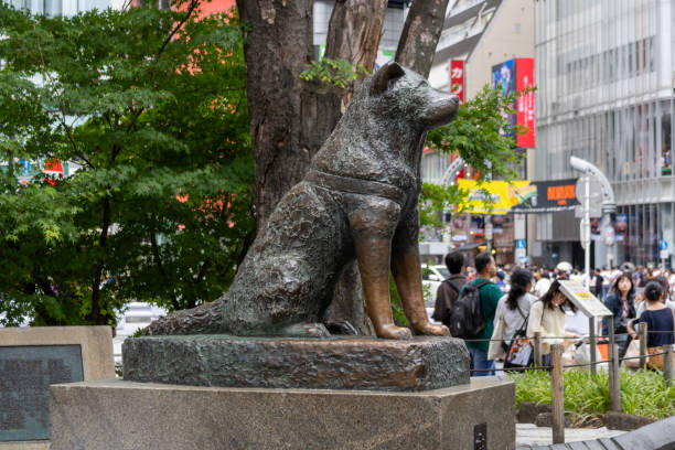160+ Shibuya Dog Stock Photos, Pictures & Royalty-Free Images