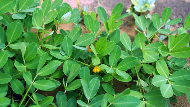 istock The green peanuts have yellow flowers 2165036441