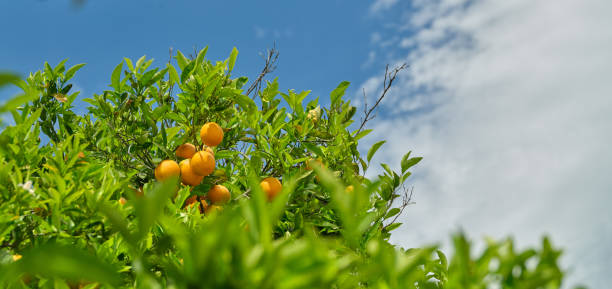 Ripe oranges on top of citrus trees crown ready for harvesting in late December