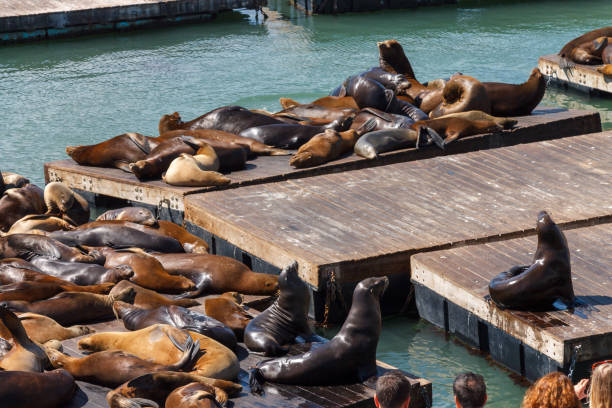 istock Pier 39 Sea Lions San Francisco 2165037015