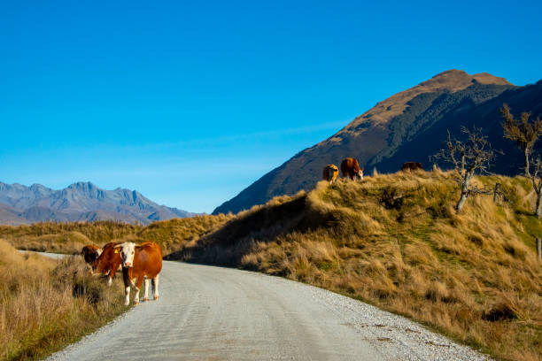istock Glenorchy-Paradise Road 2165037672