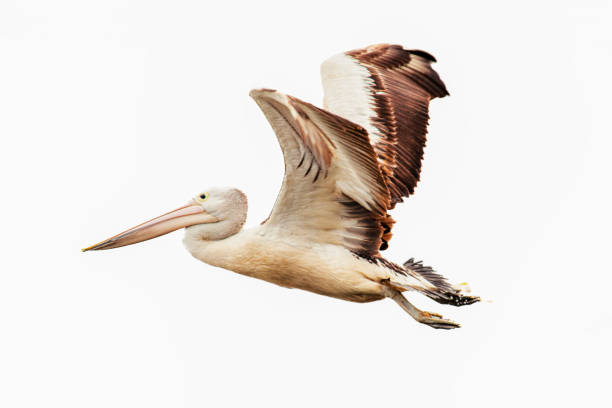 istock Australian Pelican in flight 2165039075