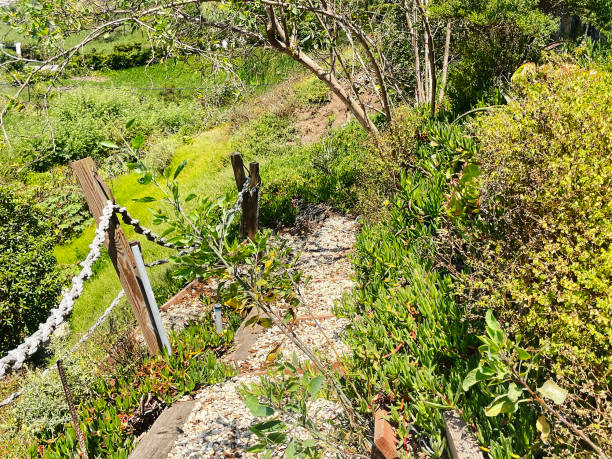 Narrow pathway is encroaching with lush plants on both sides.