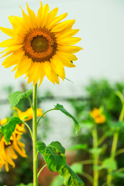 Single sunflower in the garden with copy space