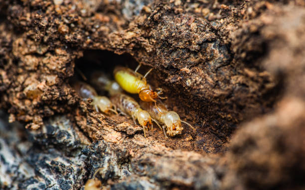 istock Termites walking in nest on forest floor. 2165044024