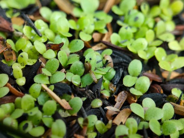 istock lettuce seeds in seedling pots 2165045598
