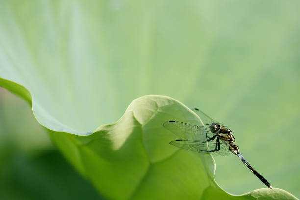 A  lotus and dragonfly the rainy season in Japan