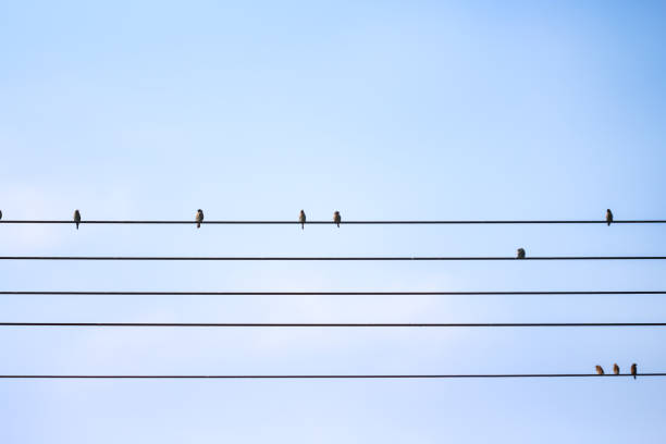 istock Birds sparrow flock on the electric wire with light blue sky backgroun 2165048631
