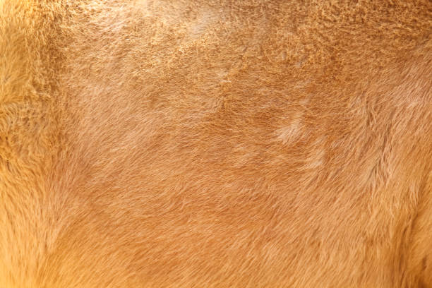 istock Fur horse with soft smooth texture light brown background 2165048682