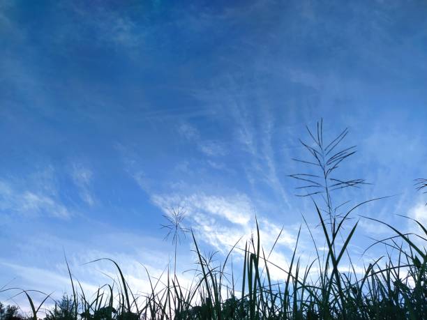 a beautiful blue sky above the grass field