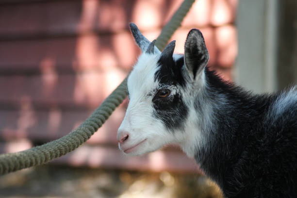 istock A cute little baby goat standing by a rope 2165051631