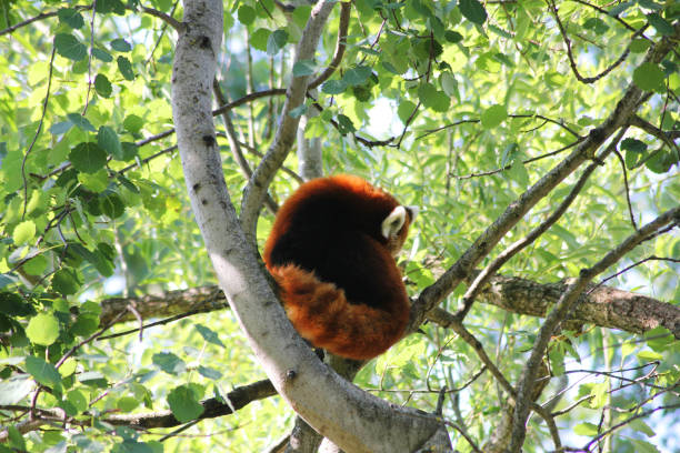 istock A cute fluffy red panda sitting in a tree 2165051855