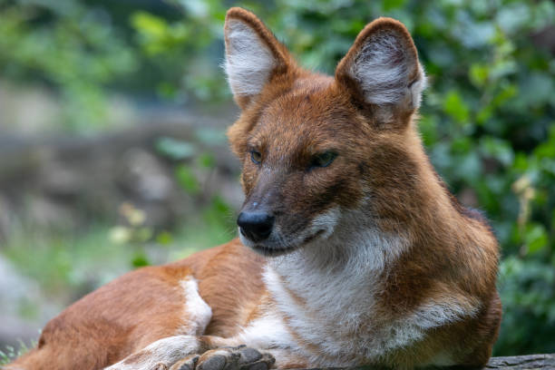 istock Dhole - Agile Hunter in Lush Forest Environment. Photo of dhole (Cuon alpinus) 2165051990
