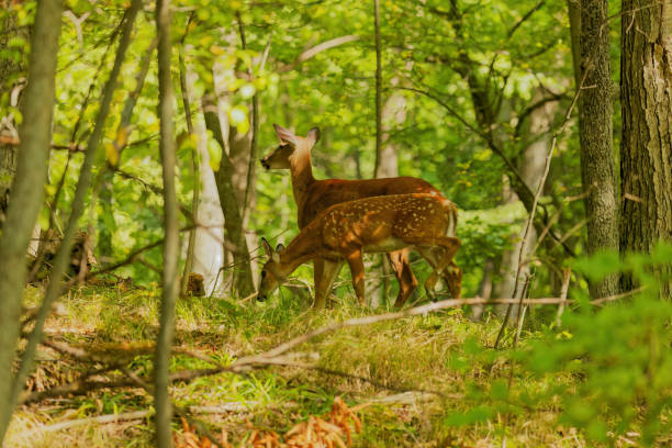 istock The white-tailed deer or Virginia deer (Odocoileus virginianus) 2165053561