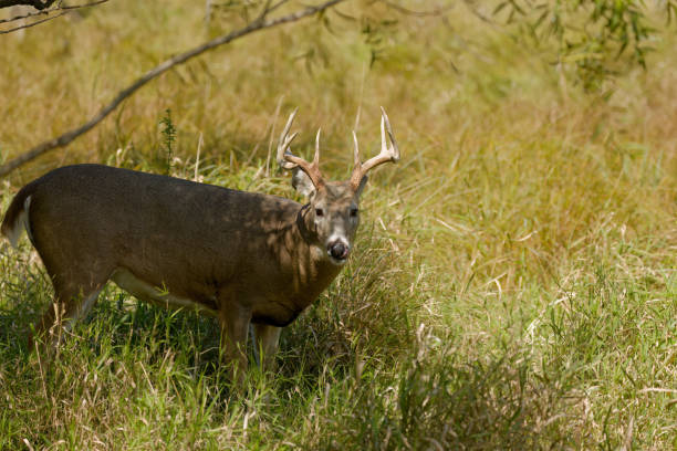 istock The white-tailed deer or Virginia deer (Odocoileus virginianus) 2165053566