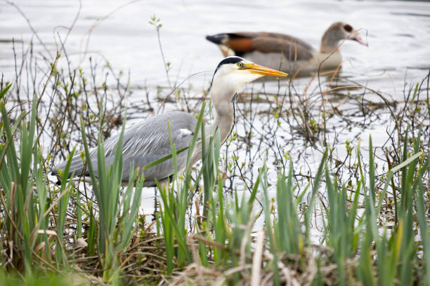 Striking image of a grey heron standing in shallow water that has just caught a fish and is gulping it, which is clearly visible in its sharp, orange beak. The water, reeds, aquatic plants and foliage create a serene, natural backdrop, highlighting the bird's elegant posture and focused gaze.