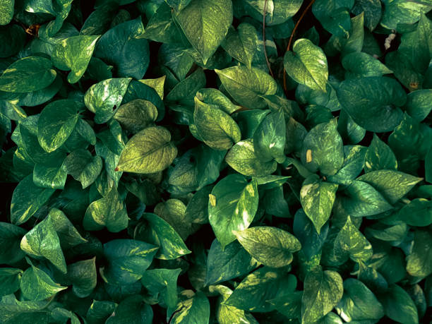 istock Golden pothos leaves, green leaves or bush pattern background. Fresh Nature texture image. 2165054175