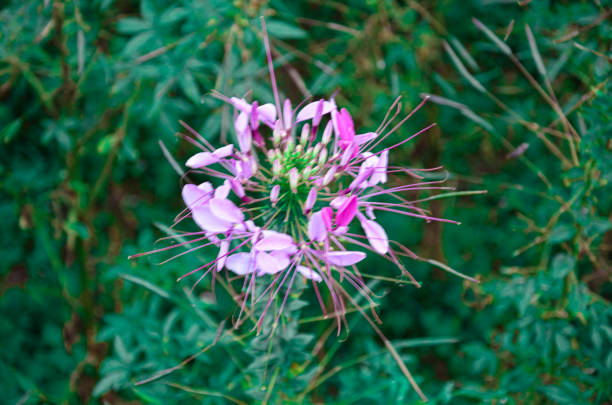 Spider Flower/ Cleome Hassleriana. Stock photo