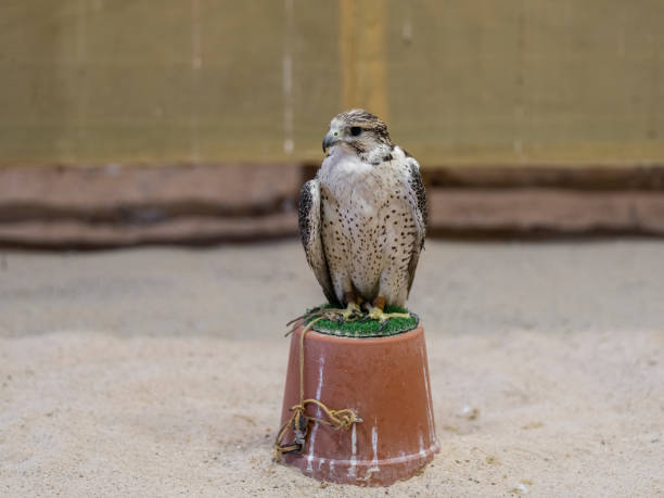 a traditionally trained hawk