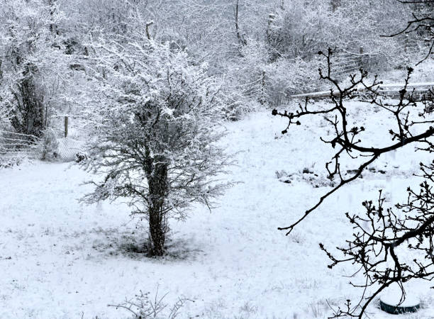 Snowy landscape in the Black Forest
