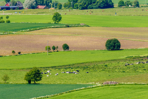 istock Patchwork landscape in the countryside with cows on a field 2165055500