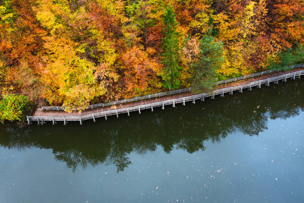 Aerial view on footpath with mixed forest in autumn colours by the lake.