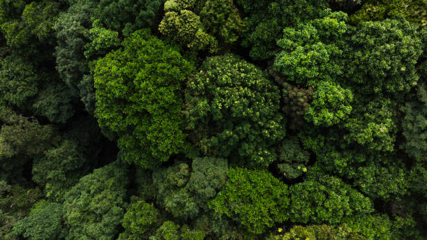 istock Aerial top view forest tree, Rainforest ecosystem and healthy environment concept and background, Texture of green tree forest view from above. 2165056782