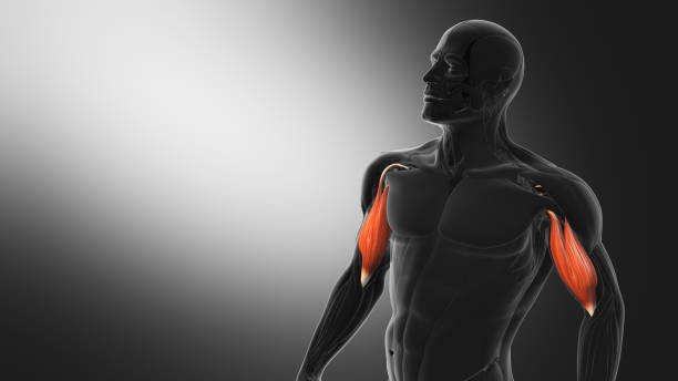 istock Anatomy of the Biceps Muscles 2165058695