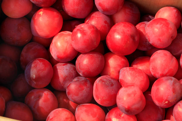 istock Ripe red plums from Gonohe, Aomori Prefecture 2165059422