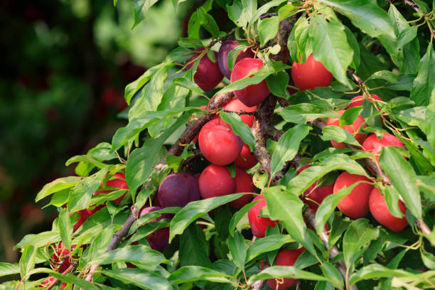 istock Ripe red plums from Gonohe, Aomori Prefecture 2165059446