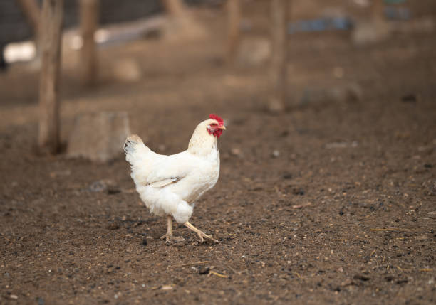 istock A white chicken walks around the yard, enjoying life. 2165060306