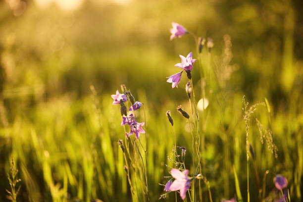istock wild flowers in the rays of the setting sun 2165061304