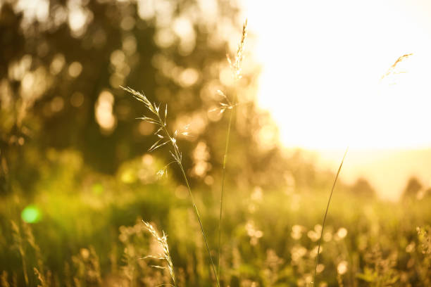 istock colorful forest meadow in the warm rays 2165061310