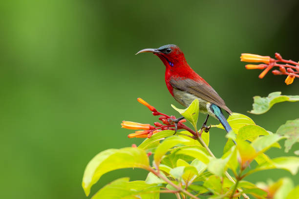 istock Crimson Sunbird perching on a tree branch looking into a distance 2165062104
