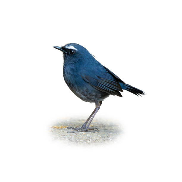 istock Himalayan Shortwing standing on the ground looking into a distance 2165062118