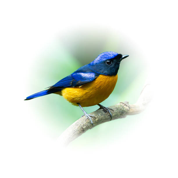 istock Colorful Rufous-bellied Niltava perching on tree branch 2165062119