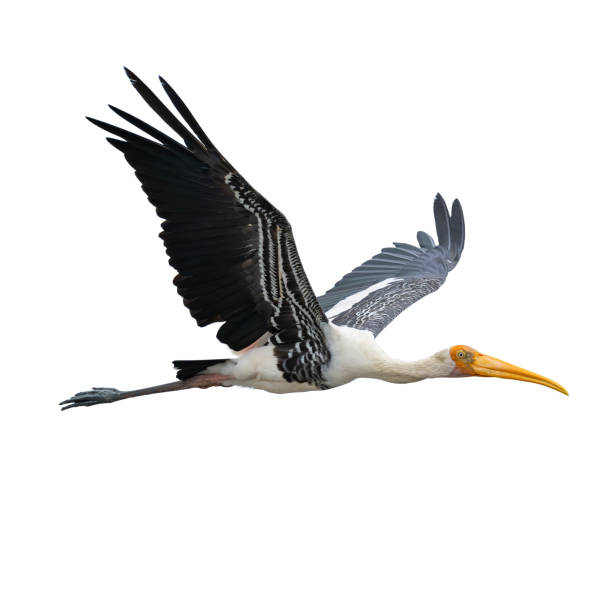 istock Painted stork in flight isolated on white background 2165062136