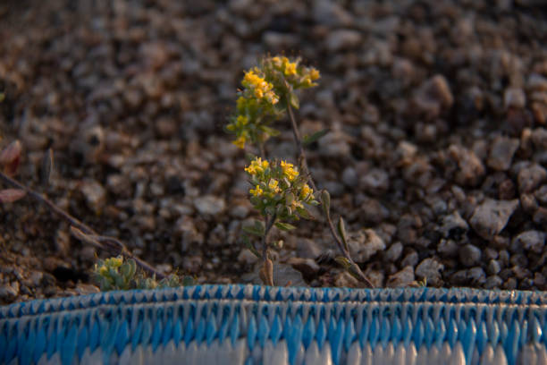 Alyssum simplex yellow flower in nature of kurdistan, Iran