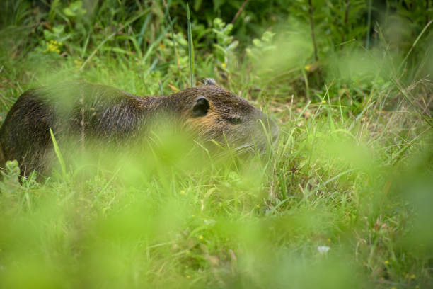 istock view on a coypu in nature 2165063945