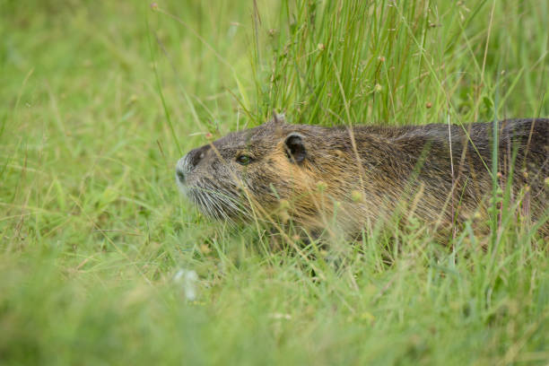 istock view on a coypu in nature 2165063962