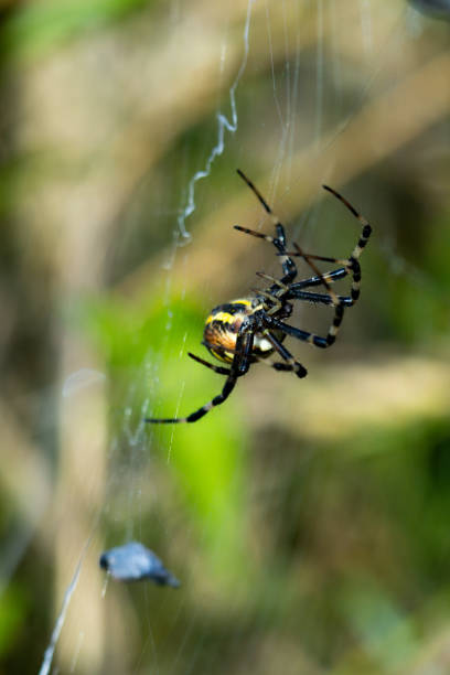 istock Wasp spider in web, orb-weaver spider in close-up macro, Argiope bruennichi. 2165064297