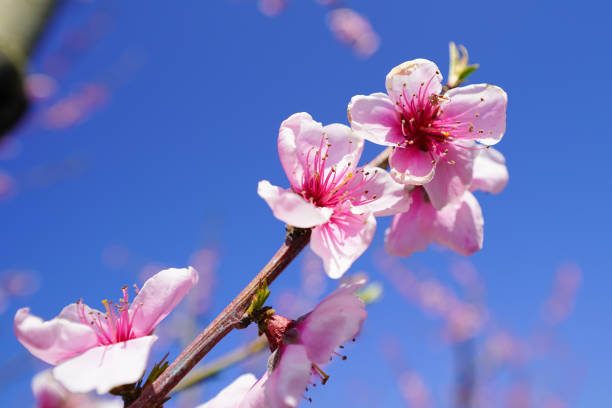 istock Blossom Flower on Tree Branch 2165064977