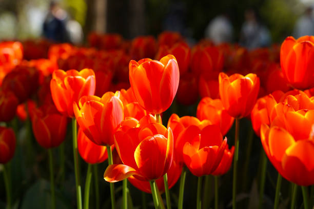 Beautiful and Red Tulips in Flower Garden