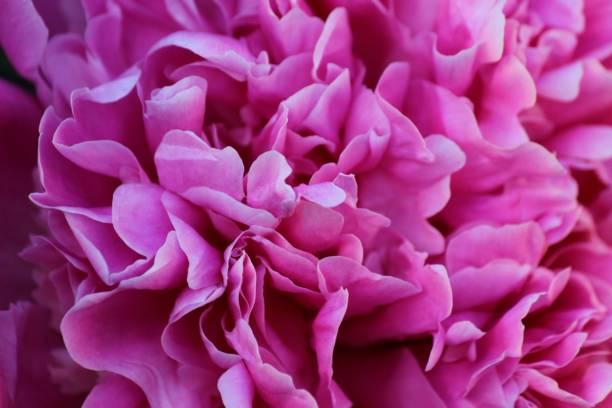 istock Pink peony flower close-up 2165065288